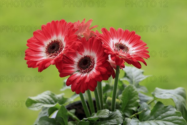 Gerbera (Gerbera), red, blooming, flowers, Ellerstadt, Germany, Europe