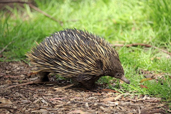 Short-beaked echidna (Tachyglossus aculeatus), adult foraging, Mount Lofty, South Australia,
