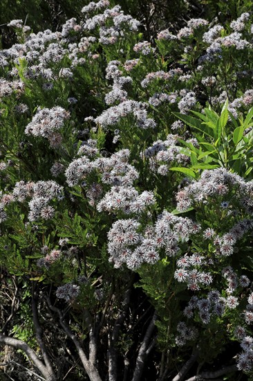 Serruria fucifolia (Serruria fucifolia), flowers, flowering, bush, fynbos, Kirstenbosch Botanical