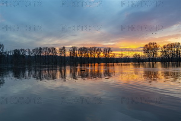 Bislicher Insel nature reserve, floodplain landscape on the Rhine, near Xanten, floods, flooded