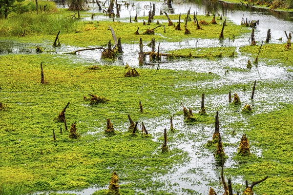 The Pietzmoor, raised bog in the Lüneburg Heath nature reserve, peat-forming sponges, peat mosses,