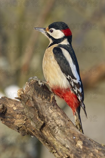 A great spotted woodpecker (Dendrocopos major), sitting on a branch with distinctive red, white and