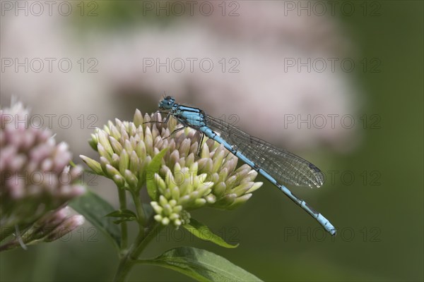 Common blue damselfly (Enallagma cyathigerum) adult insect resting on Hemp-agrimony flowers in a
