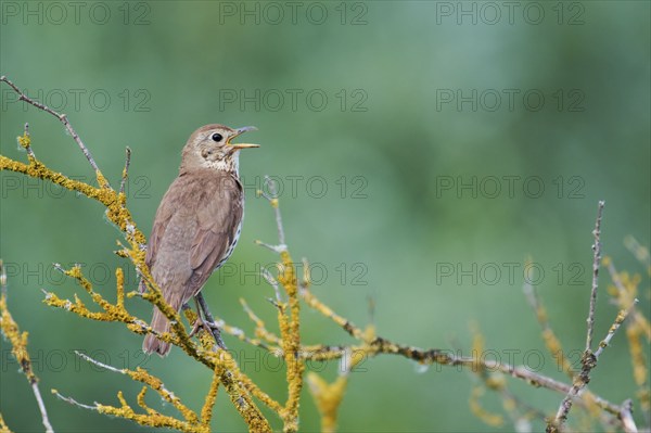 Song thrush (Turdus philomelos), Lower Saxony, Germany, Europe
