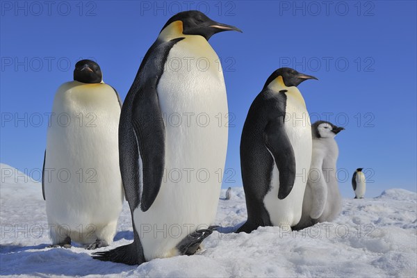 Emperor penguins, Aptenodytes forsteri, Tree Adults with Chick, Snow Hill Island, Antartic
