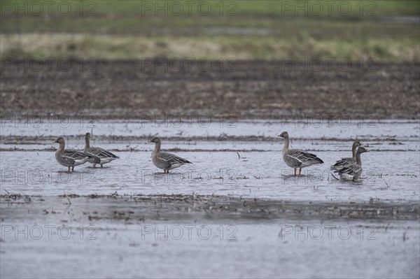 Bean Geese (Anser fabalis), Emsland, Lower Saxony, Germany, Europe
