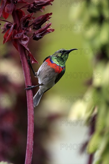 Cape Sunbird (Cinnyris chalybeus), adult, foraging, on giant honey flower (Melianthus major),
