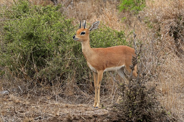 Steenbok (Raphicerus campestris), adult, male, foraging, vigilant, dwarf antelope, Kruger National