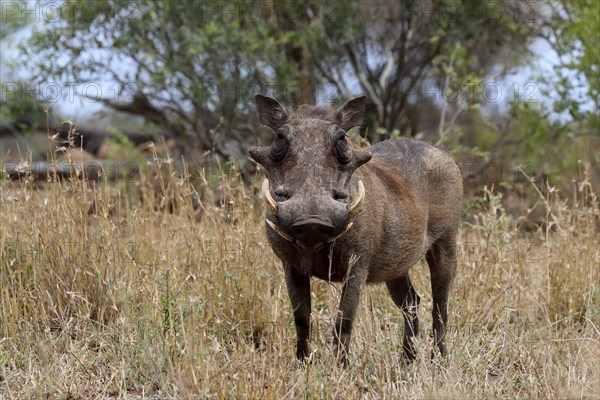 Warthog (Phacochoerus africanus), adult, foraging, alert, Kruger National Park, Kruger National