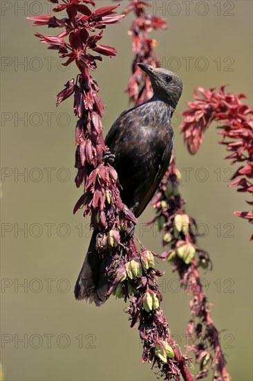 Red-winged Starling (Onychognathus morio), adult, female, foraging, on honeybush (Melianthus