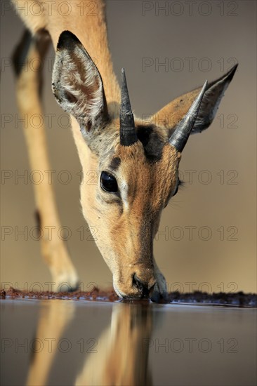 Black Heeler Antelope (Aepyceros melampus), young male, at the water, drinking, portrait, Kruger