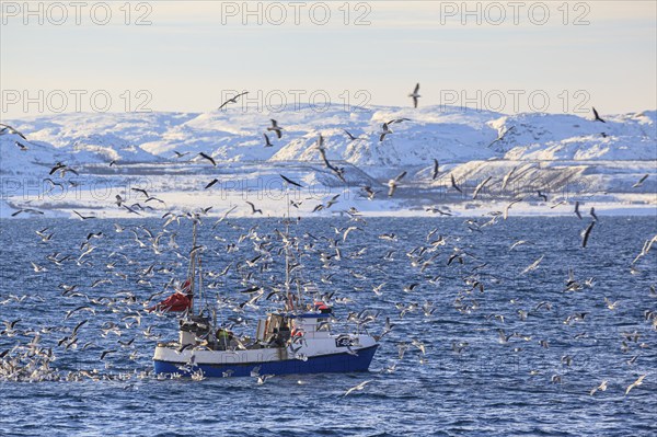 Fishing boat, fishing, fishing, seagulls, sea, wind, mountains, sunny, Varanger Peninsula, Norway,