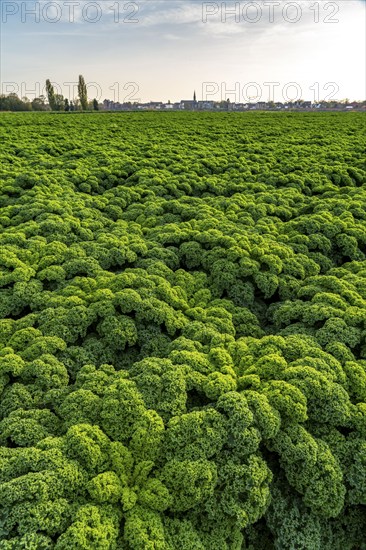 Kale field, growing area in the south of Düsseldorf, Volmerswerth district, on the Rhine, North
