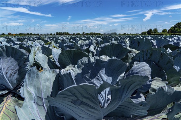 Vegetable cultivation, field with red cabbage, red cabbage, near Krefeld, North Rhine-Westphalia,