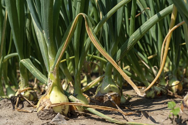 Agriculture, field with onions, Niederkrüchten, North Rhine-Westphalia, Germany, Europe