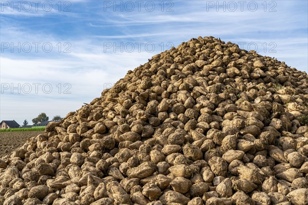 Agriculture, sugar beets are stacked at the edge of the field after harvesting, beet pile,