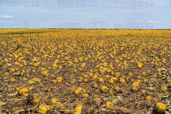 Field with Styrian oil pumpkins, partly dried up due to the drought in summer 2020, on the Lower
