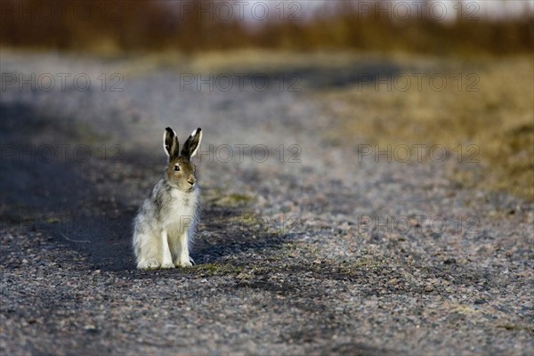 Mountain hare, (Lepus timidus), male hare in search of a female hare, Nikkaluokta, Lapland, Sweden,
