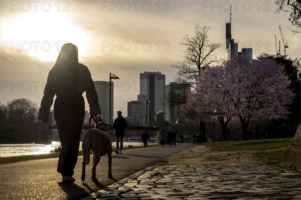 Bank of the Main in Frankfurt, Spring, Hesse, Germany, Europe