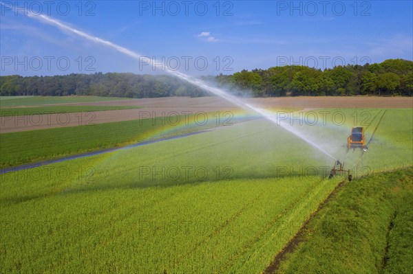 Irrigation of a wheat field on the Lower Rhine, with a mobile irrigation machine, large-area