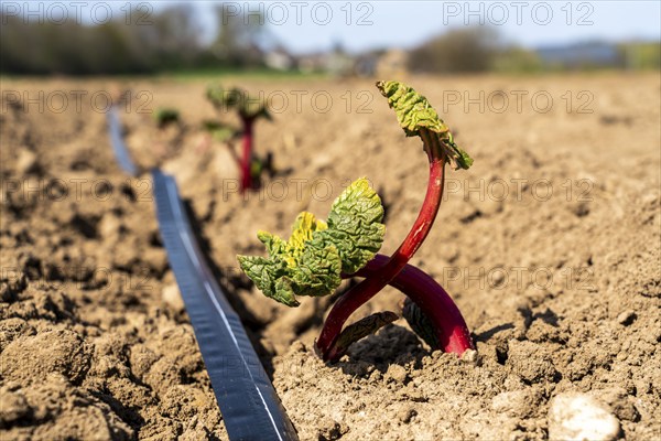 Rhubarb young plant, just planted in a field, hose for artificial irrigation