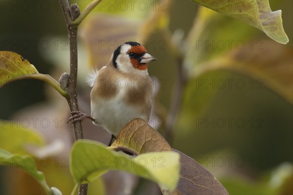 European goldfinch (Carduelis carduelis) adult bird amongst autumnal leaves of a garden Magnolia