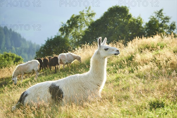 Llama (Lama glama) with domestic sheeps (Ovis aries) in the background lying on a meadow in the