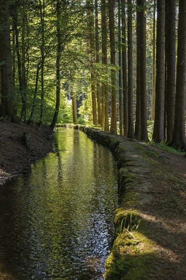 Stream and hiking trail in the forest, Heidenwuhr, Rickenbach, Hotzenwald, Southern Black Forest,