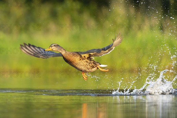 Mallard (Anas platyrhynchos) in flight, female, Aviemore, Scotland, Great Britain
