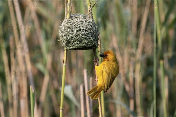 Eastern golden weaver (Ploceus subaureus), adult, male, at nest, Saint Lucia Estuary, Isimangaliso