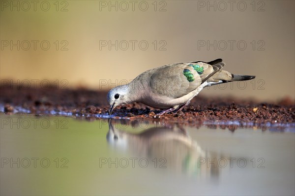 Emerald-spotted wood dove (Turtur chalcospilos), adult, at the water, drinking, Kruger National