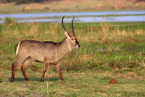 Ellipsen waterbuck (Kobus ellipsiprymnus), adult, male, foraging, vigilant, Kruger National Park,