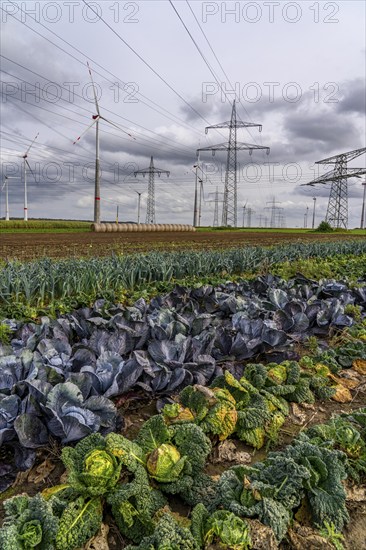 Wind farm, power line, high-voltage pylons, agriculture, fields, fields, east of Bad Wünnenberg,