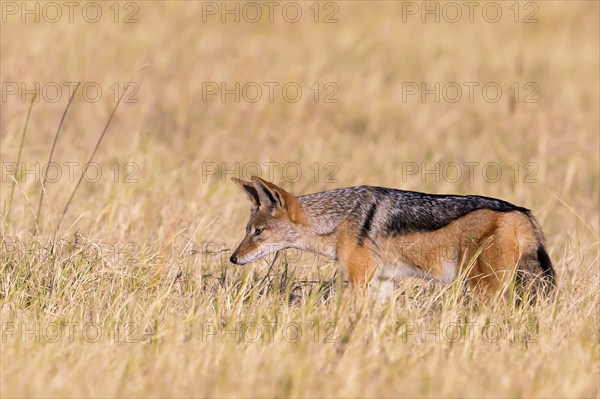 Africa, Botswana, black-backed jackal, Canis mesomelis, Botswana, Botswana, Africa
