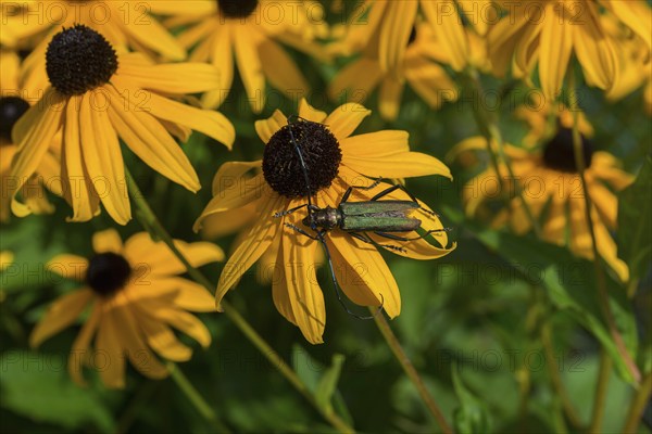 A greenish beetle sits on a yellow flower with a black-brown centre in the midst of vivid yellow