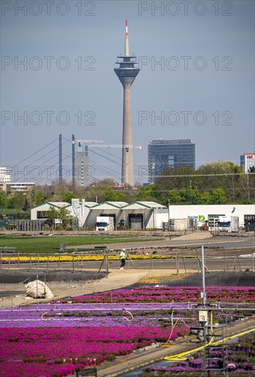 Nursery, plant breeding, ornamental plants grow in flower pots, outdoors, Düsseldorf-Volmerswerth,