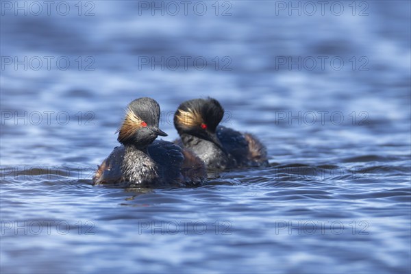 Black necked grebe (Podiceps nigricollis) two adult birds in breeding plumage on a lake, Yorkshire,