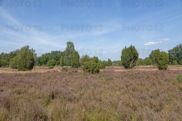 Heather blossom, juniper (Juniperus communis), near Wilsede, Bispingen, Lüneburg Heath, Lower