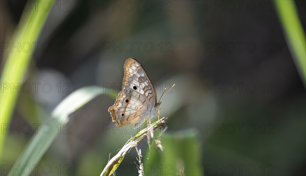 Anartia jatrophae, white butterfly sitting on a blade of grass, Carara National Park, Tarcoles,