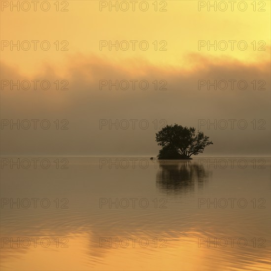 Sunrise at the Edersee with morning mist on the water, small island in the Eder dam, Ederstausee,