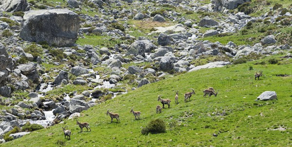 A group of goats grazing on a green meadow in a rocky mountain landscape, Gredos ibex (Capra