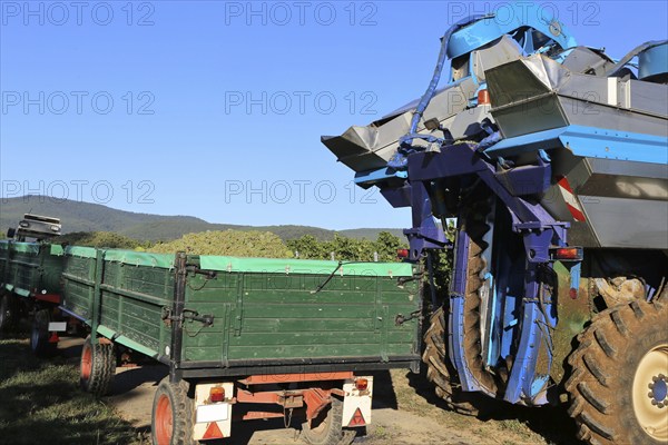 Grape grape harvest with full harvester in the district of Bad Dürkheim, Rhineland-Palatinate