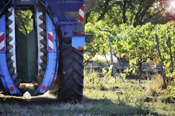 Grape grape harvest with full harvester in the district of Bad Dürkheim, Rhineland-Palatinate