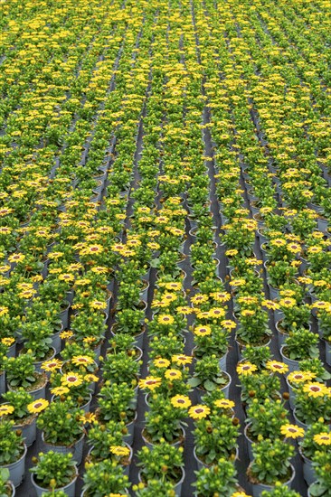 Horticultural business, greenhouse, flower pots with Kapmargerites, Osteospermum, grow up,