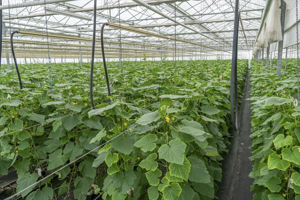 Cultivation of mini cucumbers, snack cucumbers, in a greenhouse, near Straelen, North