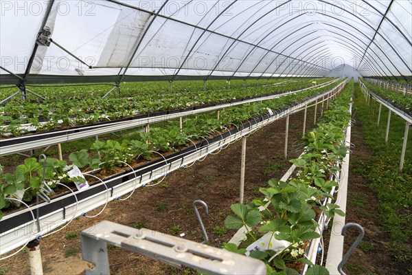 Strawberry cultivation in a greenhouse, young strawberry plants grow up, are individually watered
