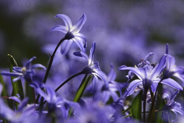 Charming Scilla, March, Germany, Europe