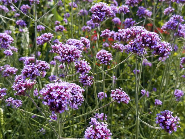 Purpletop vervain, purpletop vervain (Verbena bonariensis)