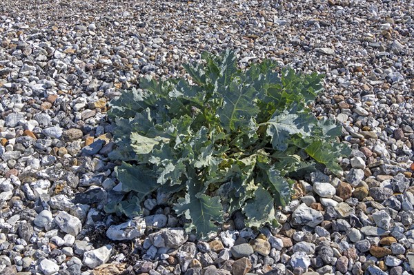 Sea kale (Crambe maritima), Bülk, Strande, Schleswig-Holstein, Germany, Europe