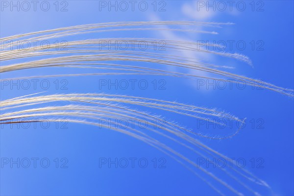 Feather grass (Stipa pennata) swaying in the wind against a blue sunny sky in summer